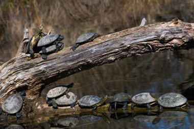 Avrupai Göl Terrapin su kaplumbağaları grubu Avusturya 'daki Tuna sulak ulusal parkında bir ağaçta güneşleniyor.
