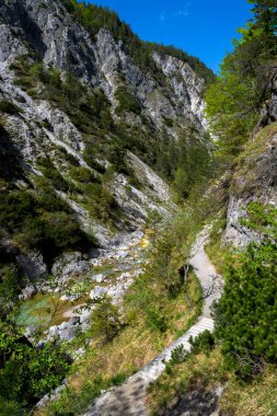 Avusturya 'daki Oetschergraeben' de Vahşi Dağ Nehrinin Altında Yürüyüş Yolu