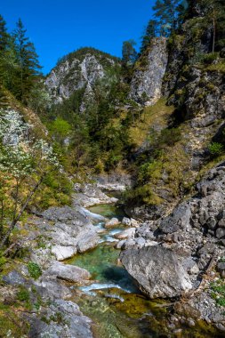 Avusturya, Oetschergraeben 'deki Yeşil Kanyon' daki Vahşi Dağ Nehri