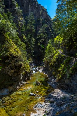 Avusturya 'daki Oetschergraeben' de Vahşi Dağ Nehrinin Altında Yürüyüş Yolu