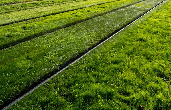 Yeşil Çimen Çayırında Parlak Çelik Raylar — Stok fotoğraf