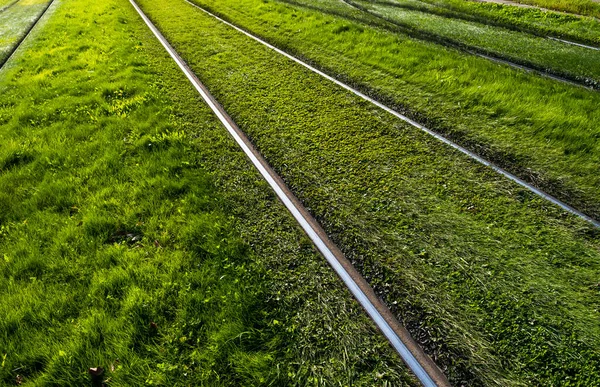 Rails Acier Brillant Travers Prairie Herbe Verte — Photo