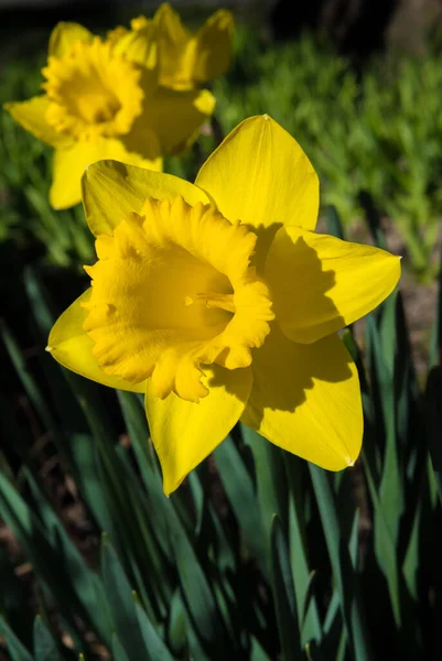 Yellow Blossom Sunlit Daffodil Spring — Stock Photo, Image