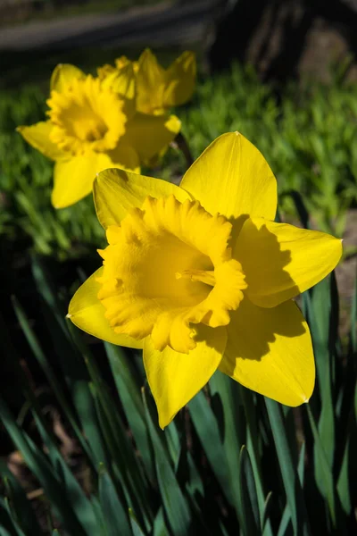 Yellow Blossom Sunlit Daffodil Spring — Stock Photo, Image