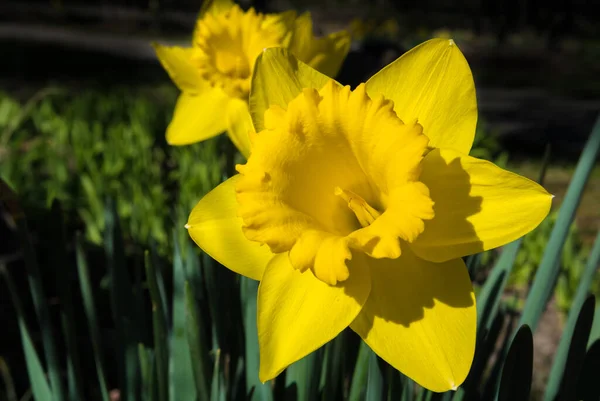 Yellow Blossom Sunlit Daffodil Spring — Stock Photo, Image