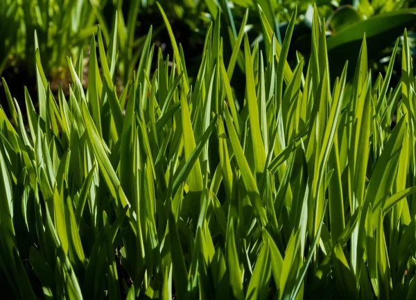 Frische Grüne Grashalme Sonnigen Tagen Park — Stockfoto