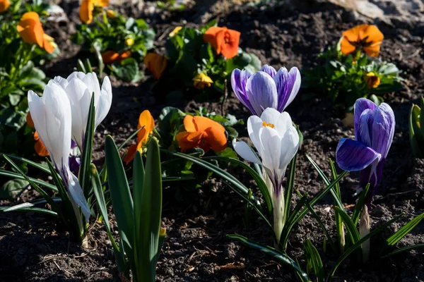 Spring Flowers Colorful Blossoms Park — Stock Photo, Image