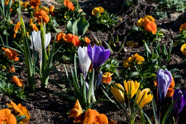 Spring Flowers Colorful Blossoms Park — Stock Photo, Image