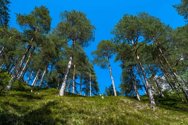 Bosque Coníferas Ladera Una Montaña Cubierta Hierba Austria — Foto de Stock