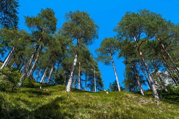 Floresta Coníferas Encosta Montanha Áustria — Fotografia de Stock