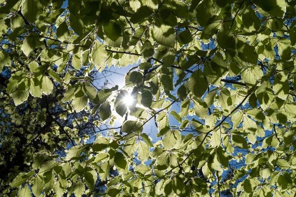Bright Sun Shines Green Leaves Beech Tree — Stock Photo, Image