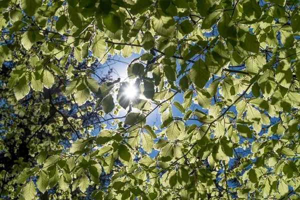 Parlak Güneş Bir Kayın Ağacının Yeşil Yaprakları Arasında Parlıyor — Stok fotoğraf