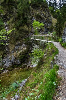 Avusturya 'daki Oetschergraeben' deki Yeşil Kanyon 'da bulunan temiz ve vahşi dağ nehri üzerindeki köprü.