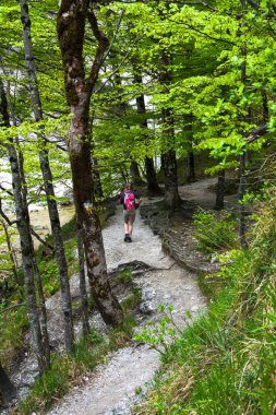 Avusturya 'da Oetschergraeben' de Genç Kadın Ormanda Yürüyüşü Yolu