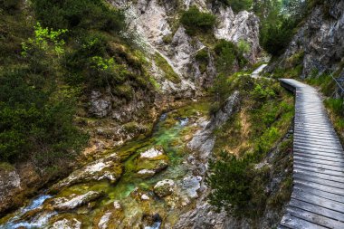 Avusturya 'daki Oetschergraeben' de Vahşi Dağ Nehrinin Altında Yürüyüş Yolu