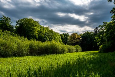 Avusturya 'da Yapraklı Orman ve Yeşil Bataklık Çayırı ile Güneş Işığı Manzarası