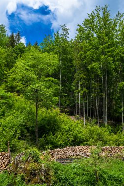 Avusturya 'da yenilenebilir kaynak olarak ağaç kütükleri ile yaprak döken orman