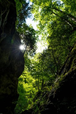 Avusturya 'da Yeşil Dağ Ormanı ve Parlak Güneş ile Dar Kanyon