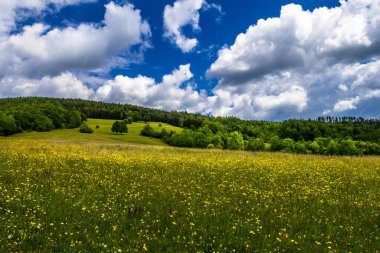 Avusturya 'da Bulutlu Hava' da Orman ve Çiçek Çayırı ile Kırsal Arazi