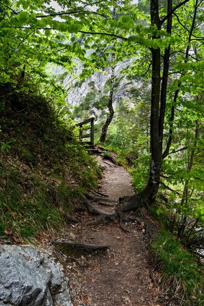 オーストリアのOetschergraebenの野生の森ハイキングコース — ストック写真