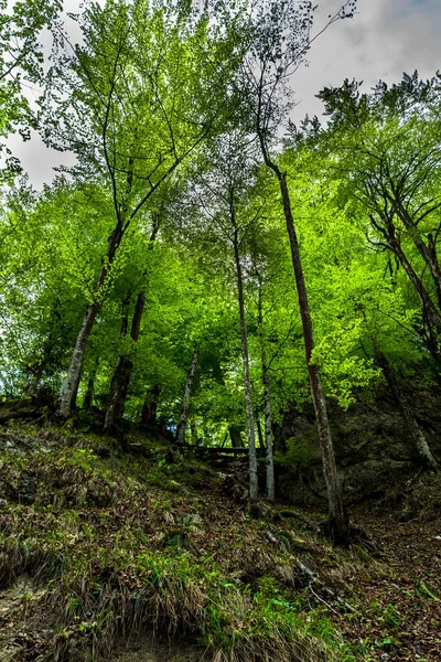 Green Mountain Forest Bright Shining Sun Austria — Stock Photo, Image