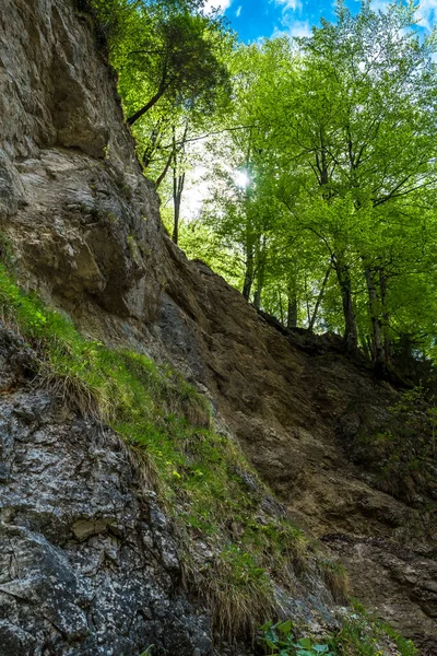 Зелений Гірський Ліс Сяючим Сонцем Австрії — стокове фото