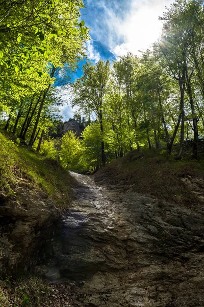 Зелений Гірський Ліс Сяючим Сонцем Австрії — стокове фото