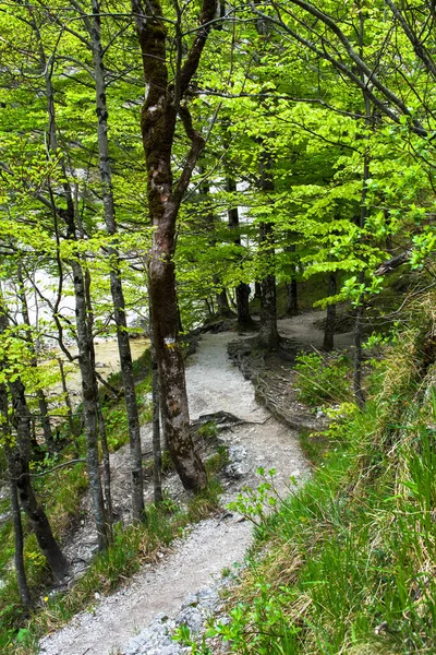 オーストリアのOetschergraebenの野生の森ハイキングコース — ストック写真