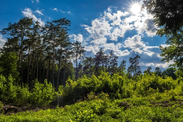 Sol Brillante Sobre Paisaje Con Bosque Caducifolio Coníferas Austria —  Fotos de Stock