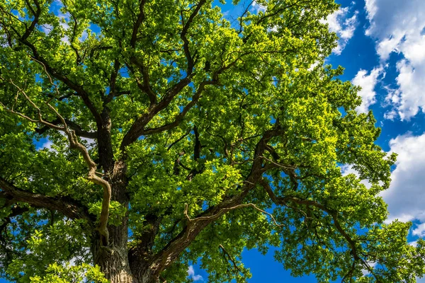 Starý Dub Zelenými Listy Modrým Nebem — Stock fotografie