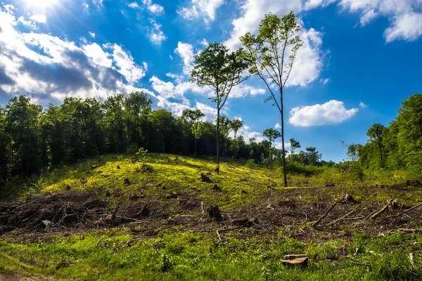 Área Deforestación Bosques Caducifolios Austria — Foto de Stock