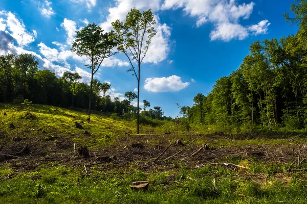 Área Deforestación Bosques Caducifolios Austria —  Fotos de Stock