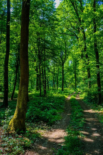 Trilha Caminhada Através Floresta Caduca Iluminada Pelo Sol Áustria — Fotografia de Stock