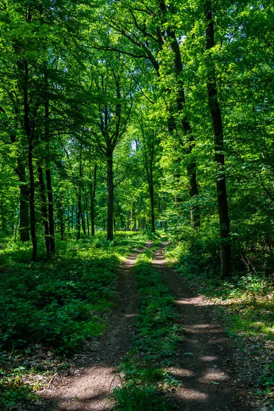 Trilha Caminhada Através Floresta Caduca Iluminada Pelo Sol Áustria — Fotografia de Stock