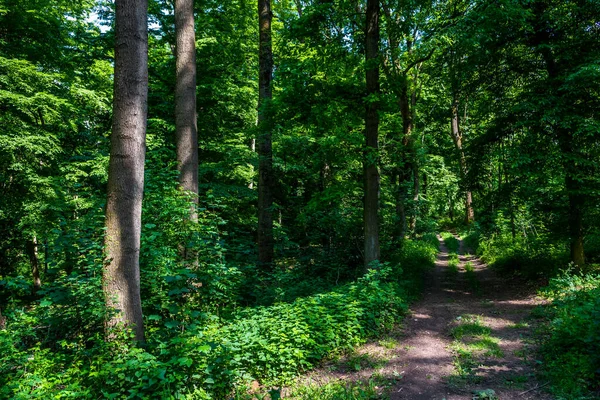 Trilha Caminhada Através Floresta Caduca Iluminada Pelo Sol Áustria — Fotografia de Stock