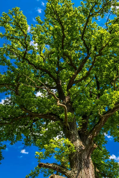 Старый Дуб Зелеными Листьями Голубым Небом — стоковое фото