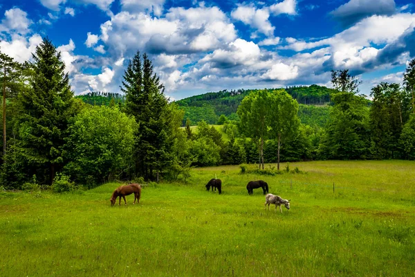 Hästar Och Åsna Betesmark Landsbygden Österrike — Stockfoto