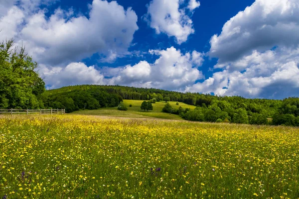 Krajobraz Wiejski Lasem Łąką Kwiatową Przy Pochmurnej Pogodzie Austrii — Zdjęcie stockowe