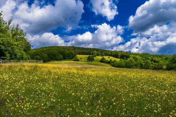 Paisaje Rural Con Bosque Prado Flores Clima Nublado Austria — Foto de Stock