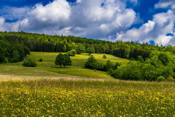 Vidéki Táj Erdős Virágos Rét Felhős Időjárás Ausztriában — Stock Fotó