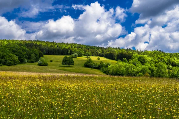 Landskap Landsbygden Med Skog Och Blomsteräng Vid Molnigt Väder Österrike — Stockfoto