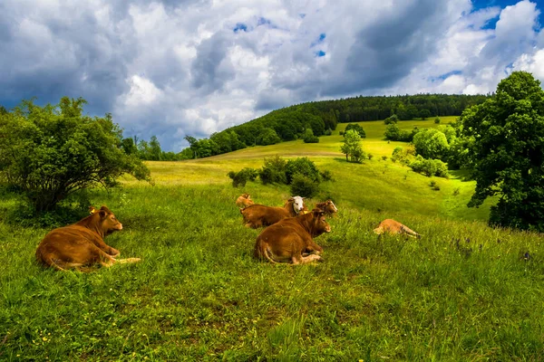 Mladé Krávy Odpočívají Zelených Pastvinách Venkově Rakousku — Stock fotografie
