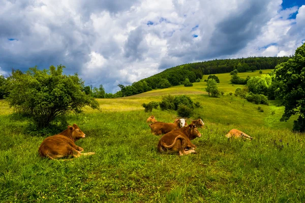 Mladé Krávy Odpočívají Zelených Pastvinách Venkově Rakousku — Stock fotografie