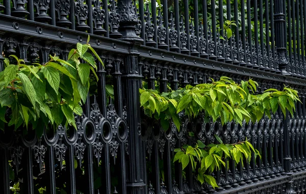 Green Leaves Grow Massive Black Iron Fence — Stock Photo, Image