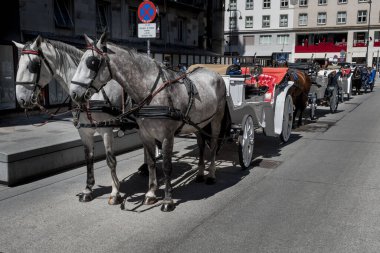 Avusturya 'daki Viyana şehrinde Stephansdom' un önünde at arabasıyla geleneksel Fiaker atları.