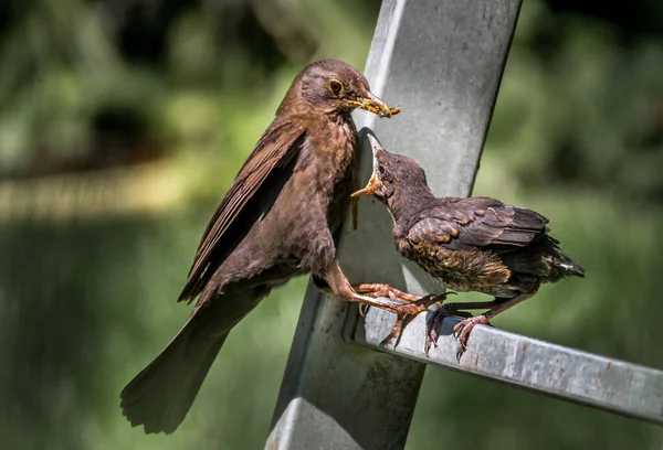 Unga Eurasiska Blickbird Fledgling Sitter Stege Och Blir Mätta Med — Stockfoto