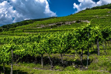 Avusturya 'daki Vaçu Tuna Vadisi' nde Teraslı Üzüm Bağı