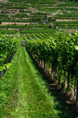 Avusturya 'da Wachau Tuna Vadisi' nde Teraslı Yeşil Üzüm Bahçesinde Çalışırken Traktör