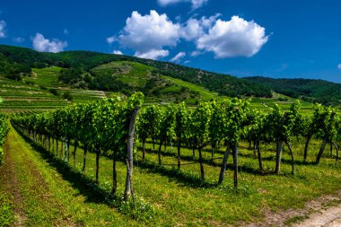 Avusturya 'daki Vaçu Tuna Vadisi' nde Teraslı Üzüm Bağı