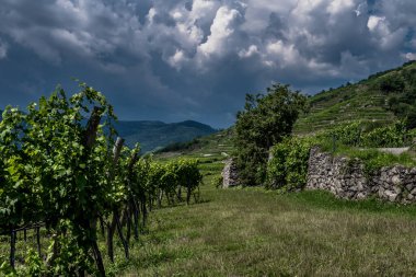 Avusturya 'daki Vaçu Tuna Vadisi' nde Teraslı Üzüm Bağı